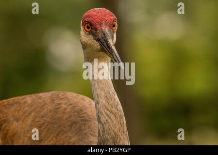 Das Porträt einer sandill Kran (Antigone canadensis) aus dem Süden von Wisconsin, USA. Dies ist einer von zwei Kran Arten in Nordamerika gefunden. Stockfoto