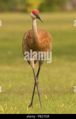 Eine sandill Kran (Antigone canadensis) geht über ein Feld im Süden von Wisconsin. Schutz vor der Zugvogel Handeln wieder Zahlen des Kranes. Stockfoto