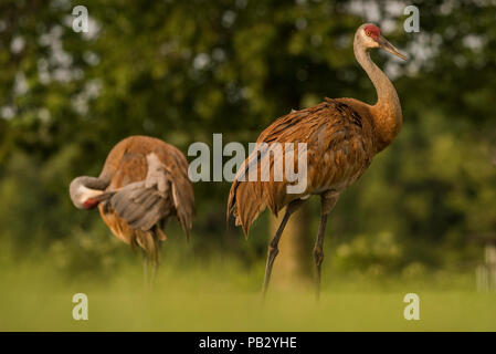 Sandill Krane (Antigone canadensis), man ist das Putzen, während die anderen achten Sie auf potenzielle Bedrohungen hält. In Wisconsin fotografiert. Stockfoto