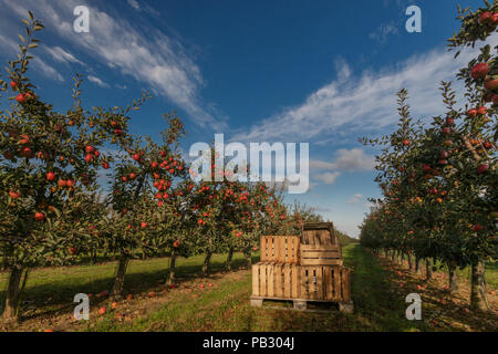 Kisten im Orchard voller Apfelbäume mit reife Äpfel zur Ernte bereit Stockfoto