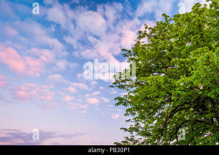 Hintergrund einer Kastanie voller Frische grüne Blätter gegen einen blauen Himmel mit farbigen Wolken Stockfoto