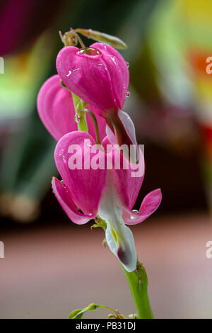 Makro Nahaufnahme eines asiatischen blutende Herz (Lamprocapnos californica) mit Wassertropfen auf die Blütenblätter Stockfoto