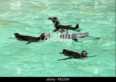 Humboldt Pinguine schwimmen im Pool an der Pinguin Strand am ZSL London Zoo im Regent's Park, London, als Temperaturen erwartet werden zu 35 C heute getroffen, als die Hitzewelle in Großbritannien fort. Stockfoto