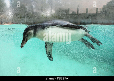 Ein Humboldt Pinguin schwimmt im Pool an der Pinguin Strand am ZSL London Zoo im Regent's Park, London, als die Temperaturen werden voraussichtlich 35 C heute getroffen, als die Hitzewelle in Großbritannien fort. Stockfoto