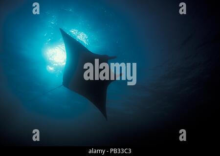 Reef Manta Ray, Riffmanta, Mobula alfredi, Embudu, Manta Point, Malediven, Malediven Stockfoto