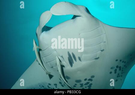 Reef Manta Ray, Riffmanta, Mobula alfredi, Embudu, Manta Point, Malediven, Malediven Stockfoto