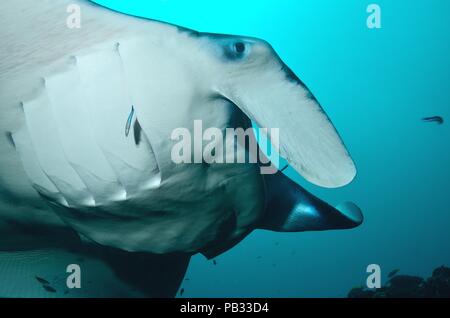 Reef Manta Ray, Riffmanta, Mobula alfredi, Embudu, Manta Point, Malediven, Malediven Stockfoto