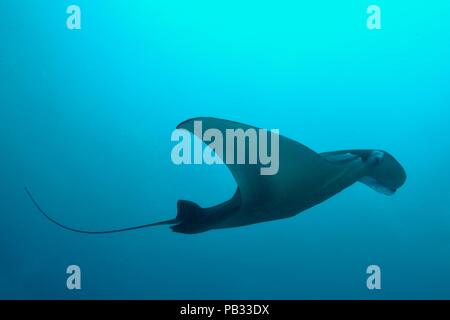 Reef Manta Ray, Riffmanta, Mobula alfredi, Embudu, Manta Point, Malediven, Malediven Stockfoto