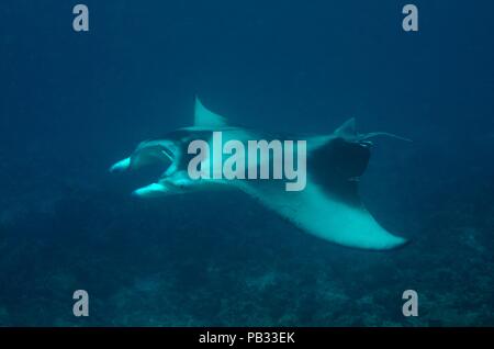 Reef Manta Ray, Riffmanta, Mobula alfredi, Embudu, Manta Point, Malediven, Malediven Stockfoto