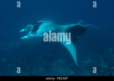 Reef Manta Ray, Riffmanta, Mobula alfredi, Embudu, Manta Point, Malediven, Malediven Stockfoto