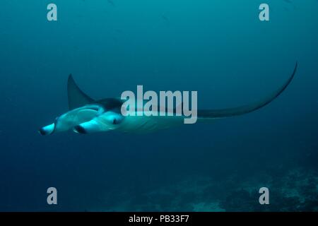 Reef Manta Ray, Riffmanta, Mobula alfredi, Embudu, Manta Point, Malediven, Malediven Stockfoto