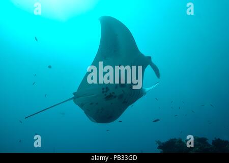 Reef Manta Ray, Riffmanta, Mobula alfredi, Embudu, Manta Point, Malediven, Malediven Stockfoto