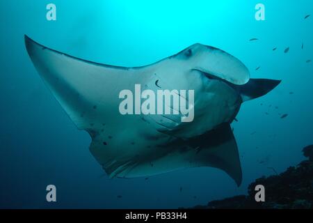 Reef Manta Ray, Riffmanta, Mobula alfredi, Embudu, Manta Point, Malediven, Malediven Stockfoto