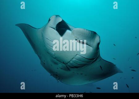 Reef Manta Ray, Riffmanta, Mobula alfredi, Embudu, Manta Point, Malediven, Malediven Stockfoto