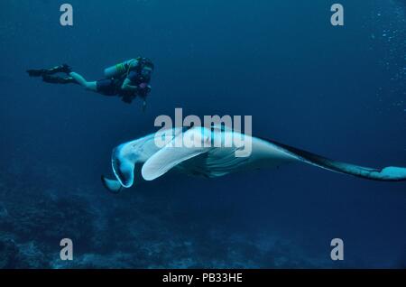 Reef Manta Ray, Riffmanta, Mobula alfredi, Embudu, Manta Point, Malediven, Malediven Stockfoto