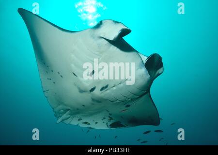 Reef Manta Ray, Riffmanta, Mobula alfredi, Embudu, Manta Point, Malediven, Malediven Stockfoto