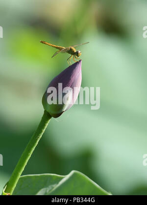 Xuzhou, Provinz Shanxi Chinas. 25. Juli, 2018. Eine Libelle ruht auf einem Lotus Blume in Jifeng Township von Xuzhou City, im Norden der chinesischen Provinz Shanxi, 25. Juli 2018. Credit: Li Lujian/Xinhua/Alamy leben Nachrichten Stockfoto