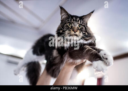 Sao Paulo, Brasilien. 26. Juli, 2018. Die Katze Ausstellung im Clube do Gato, mit 250 Katzen aus 21 verschiedenen Rassen. Credit: Cris Fafa/ZUMA Draht/Alamy leben Nachrichten Stockfoto