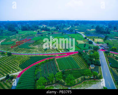 Chengdu Chengdu, China. 26. Juli, 2018. Chengdu, China - Luftaufnahmen von Tee Plantage in Chengdu, Provinz Sichuan im Südwesten Chinas. Credit: SIPA Asien/ZUMA Draht/Alamy leben Nachrichten Stockfoto