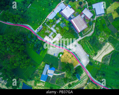 Chengdu Chengdu, China. 26. Juli, 2018. Chengdu, China - Luftaufnahmen von Tee Plantage in Chengdu, Provinz Sichuan im Südwesten Chinas. Credit: SIPA Asien/ZUMA Draht/Alamy leben Nachrichten Stockfoto