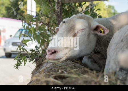 Killearn, Stirling, Schottland, UK - 26. Juli 2018: UK Wetter - ein Schaf döst mit seinen Kopf auf eine Wand im Schatten an einem heißen sonnigen Tag im Stirlingshire Ortschaft Killearn Credit: Kay Roxby/Alamy leben Nachrichten Stockfoto