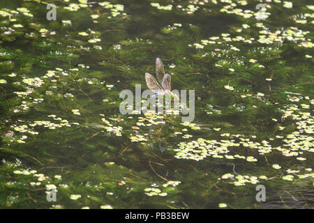 London, UK, 26. Juli 2018. Eine männliche Kaiser, Dragonfly, auch als blaue Kaiser (Anax imperator), mit markanten blauen Bauch, summt um am Nachmittag die Sonne über Wasser und grünen Algen auf einem Kanal in London.. Credit: Imageplotter Nachrichten und Sport/Alamy leben Nachrichten Stockfoto