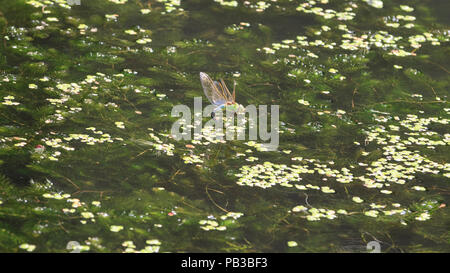 London, UK, 26. Juli 2018. Eine männliche Kaiser, Dragonfly, auch als blaue Kaiser (Anax imperator), mit markanten blauen Bauch, summt um am Nachmittag die Sonne über Wasser und grünen Algen auf einem Kanal in London.. Credit: Imageplotter Nachrichten und Sport/Alamy leben Nachrichten Stockfoto