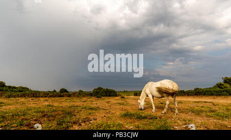 White New Forest Pony unter einem dunklen stürmischen Himmel im Sommer, Hampshire, Großbritannien Stockfoto