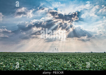 Sutton Gault, Cambridgeshire UK 26. Juli 2018. Spektakuläre Sturmwolken über ein Feld von Kartoffeln in die flache Landschaft des Venns. Vereinzelte Gewitter brachten die ersten Regen in den Wochen, da die Temperaturen in den Fens auf etwa 33 Grad Celsius gestiegen In der anhaltenden Hitzewelle, der heißeste Tag des Jahres so weit. Credit: Julian Eales/Alamy leben Nachrichten Stockfoto