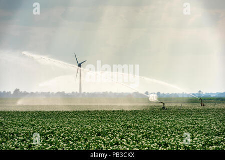 Sutton Gault, Cambridgeshire UK 26. Juli 2018. Wasserstrahlen von Bewässerungsanlagen und Sturmwolken über ein Feld von Kartoffeln in die flache Landschaft des Venns. Vereinzelte Gewitter brachten die ersten Regen in den Wochen, da die Temperaturen in den Fens auf etwa 33 Grad Celsius gestiegen In der anhaltenden Hitzewelle, der heißeste Tag des Jahres so weit. Credit: Julian Eales/Alamy leben Nachrichten Stockfoto