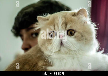 Sao Paulo Brasilien. 26. Juli, 2018. Cat Club Ausstellung: Die Katze Ausstellung fand an diesem Donnerstag im Clube do Gato, mit 250 Katzen aus 21 verschiedenen Rassen. Credit: Cris Fafa/ZUMA Draht/Alamy leben Nachrichten Stockfoto