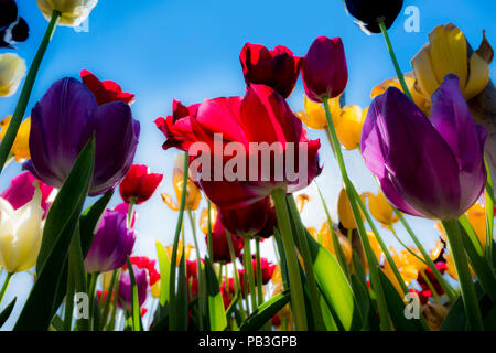 Auf der Suche nach Tulpen, Frühling, England, Großbritannien Stockfoto