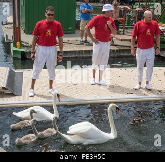 England, Oxfordshire, Henley, Swan Upping auf der Themse, Swan Familie über "Upped". Stockfoto