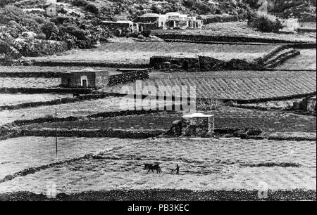 Felder in Pantelleria, 60 s Stockfoto