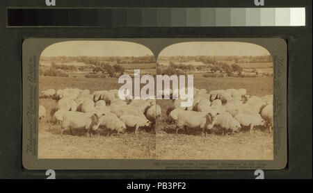 1229 Preisgekrönte Schafe (thoroughbred Shropshires) in reichen Klee Weide, südlichen Michigan (Nypl b 11707598-G90F 389 006 F) Stockfoto