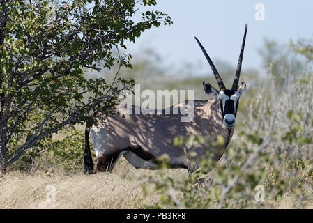 Oryx mit großen Hörnern im Etosha, Namibia Stockfoto