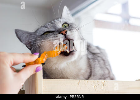 Wütend Schottischen cat Bite orange Spielzeug und Spielen mit der menschlichen Hand. Stockfoto