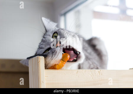 Verärgert britische lustige Katze Beißt orange Spielzeug. Stockfoto