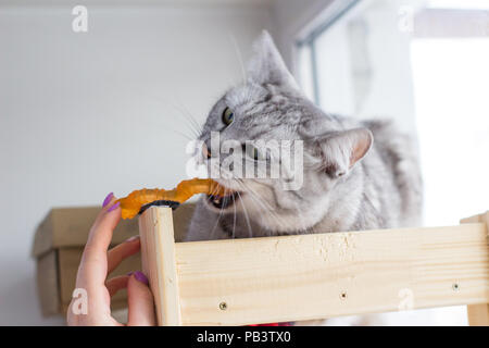 Wütend schottischen tabby Katze Beißt orange Spielzeug. Stockfoto