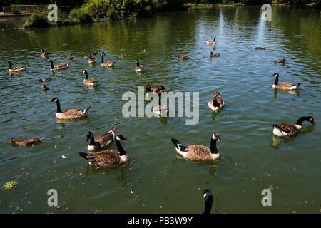 Ente Abkühlung im Wasser im Alexandra Palace, nördlich von London. Viel von dem Vereinigten Königreich wird erwartet, warmes und sonniges Wetter mit Temperatur zu erwarten erreichen 30 Grad Celsius in der Hauptstadt zu genießen. Mit: Atmosphäre, Wo: London, Großbritannien Wann: 25 Jun 2018 Credit: Dinendra Haria/WANN Stockfoto