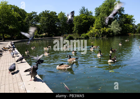 Ente Abkühlung im Wasser im Alexandra Palace, nördlich von London. Viel von dem Vereinigten Königreich wird erwartet, warmes und sonniges Wetter mit Temperatur zu erwarten erreichen 30 Grad Celsius in der Hauptstadt zu genießen. Mit: Atmosphäre, Wo: London, Großbritannien Wann: 25 Jun 2018 Credit: Dinendra Haria/WANN Stockfoto