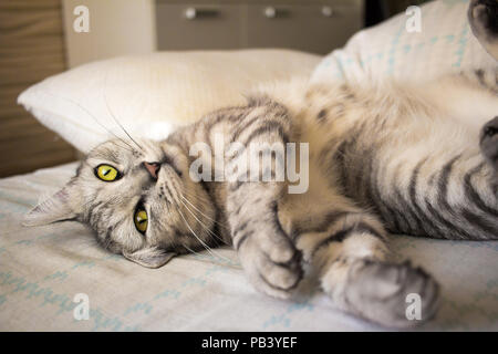 Grau niedlich tabby Katze liegend auf Bett Stockfoto