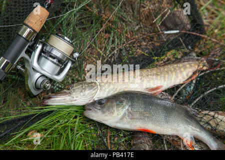 Süßwasser Barsch und Hecht Fische kennen als Esox lucius auf Kescher und Angelausrüstung. Angeln Konzept, Trophäe catch - große Süßwasser Barsch Stockfoto