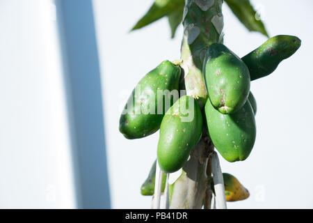 Gruppe von Reifen grünen Papayas am Baum Stockfoto