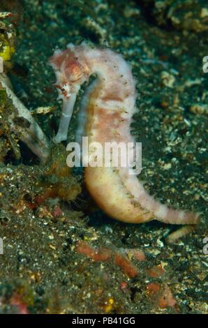 Dorniges Seepferdchen, Dorniges Seepferdchen (Hippocampus histrix), Bali, Tulamben Stockfoto