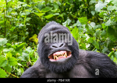 Berggorilla (Gorilla Gorilla beringei) silverback Gihishamwotsi anzeigen, nicht Gruppe dominant, sabyinyo Gruppe, Volcanoes National Park, Virunga Berge, Ruanda Stockfoto