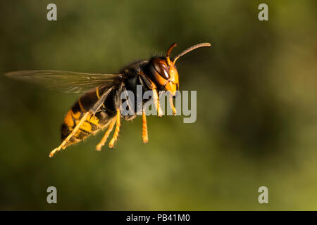 Asiatische räuberischen Wespe (Vespa velutina nigrithorax) im Flug, invasive Arten, Nantes, Frankreich, September. Stockfoto