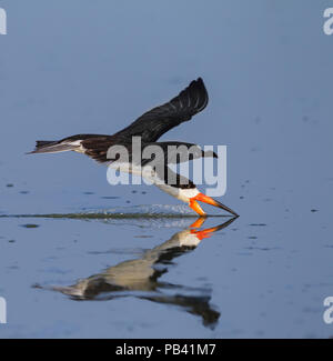 Schwarzes Abstreicheisen (Rynchops flavirostris) Angeln durch Überfliegen entlang dem Wasser Oberfläche, Pantanal, Brasilien Stockfoto