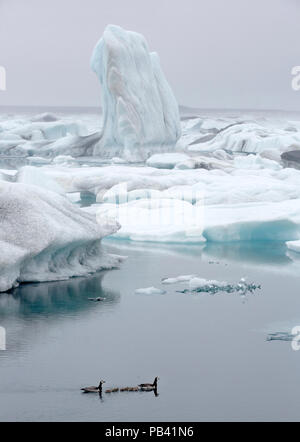 Nonnengänse (Branta leucopsis) mit gänschen, Schwimmen Vergangenheit Eisberge, Jokulsarlon, Island, Juni. Stockfoto