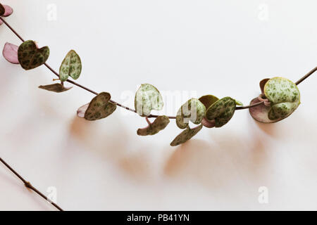 Ein wenig Ceropegia woodii Zweig auf einem weißen Hintergrund, romantische herzförmige Blätter, weiche Schatten auf den Hintergrund, die Kette der Herzen Anlage Stockfoto